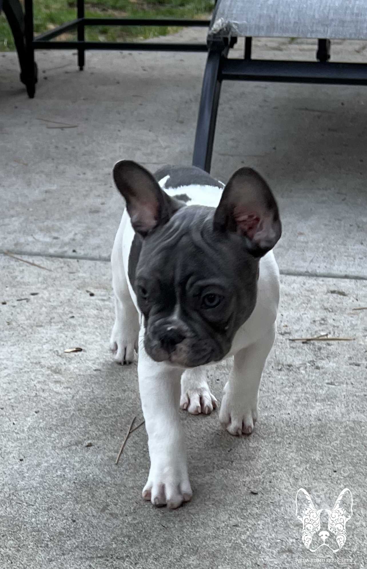 Akua Kumu Frenchies savena litter -080