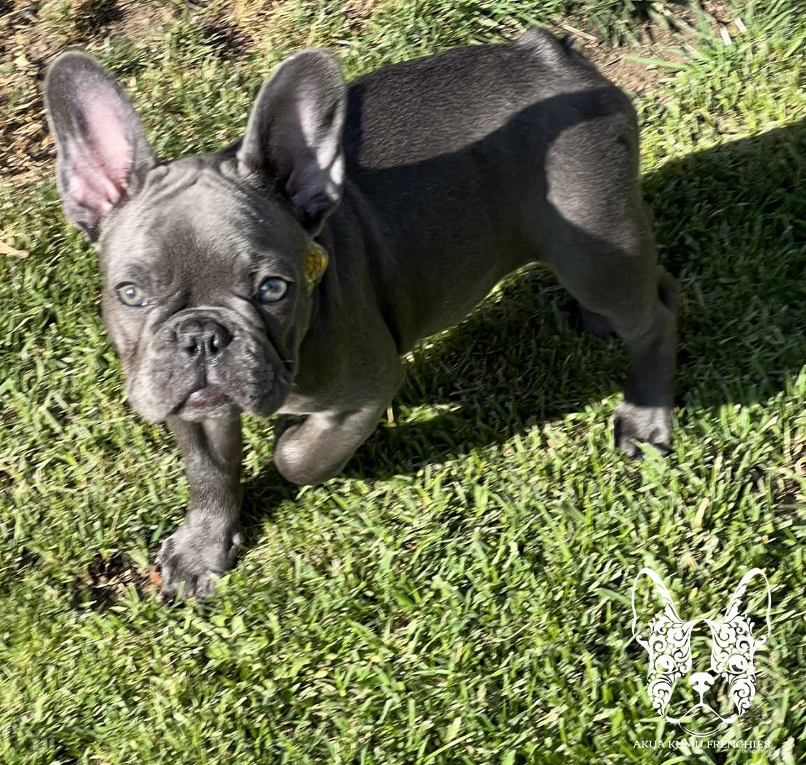 Akua Kumu Frenchies savena litter -084