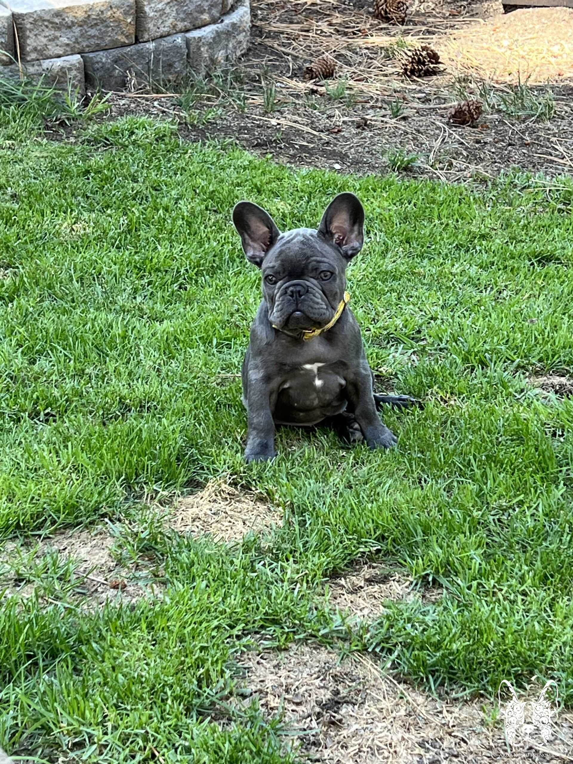 Akua Kumu Frenchies savena litter -086