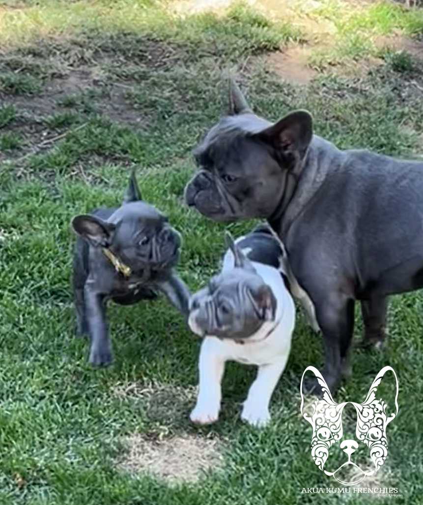 Akua Kumu Frenchies savena litter -087