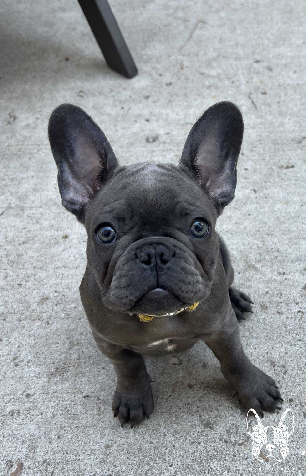 Akua Kumu Frenchies savena litter -088