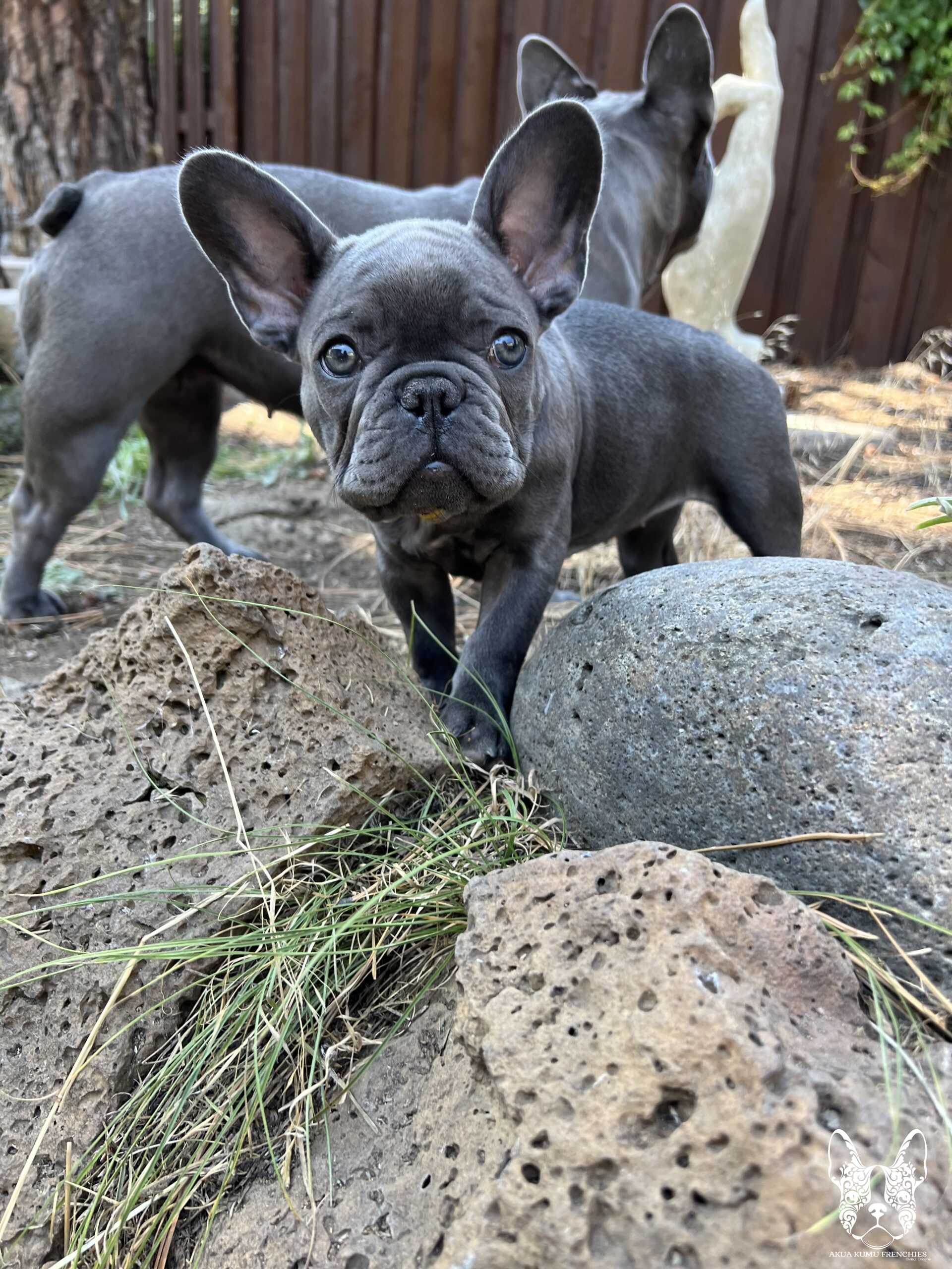 Akua Kumu Frenchies savena litter -090