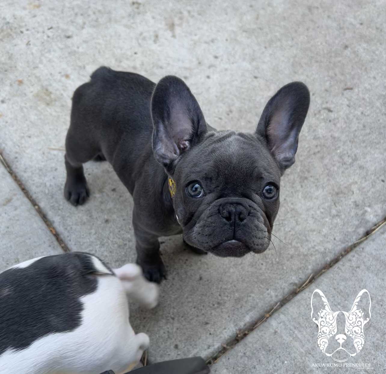 Akua Kumu Frenchies savena litter -093