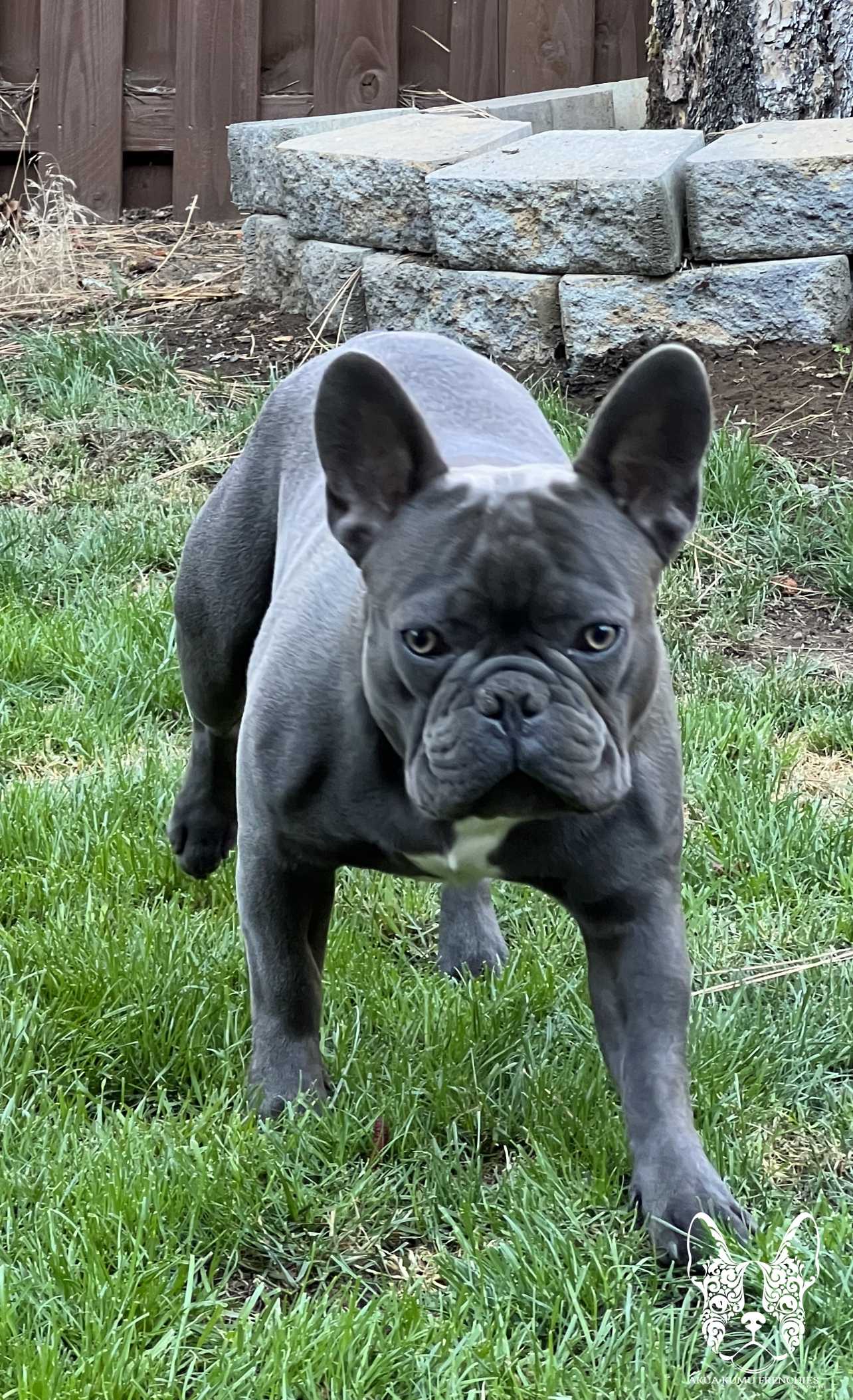 Akua Kumu Frenchies savena litter -094