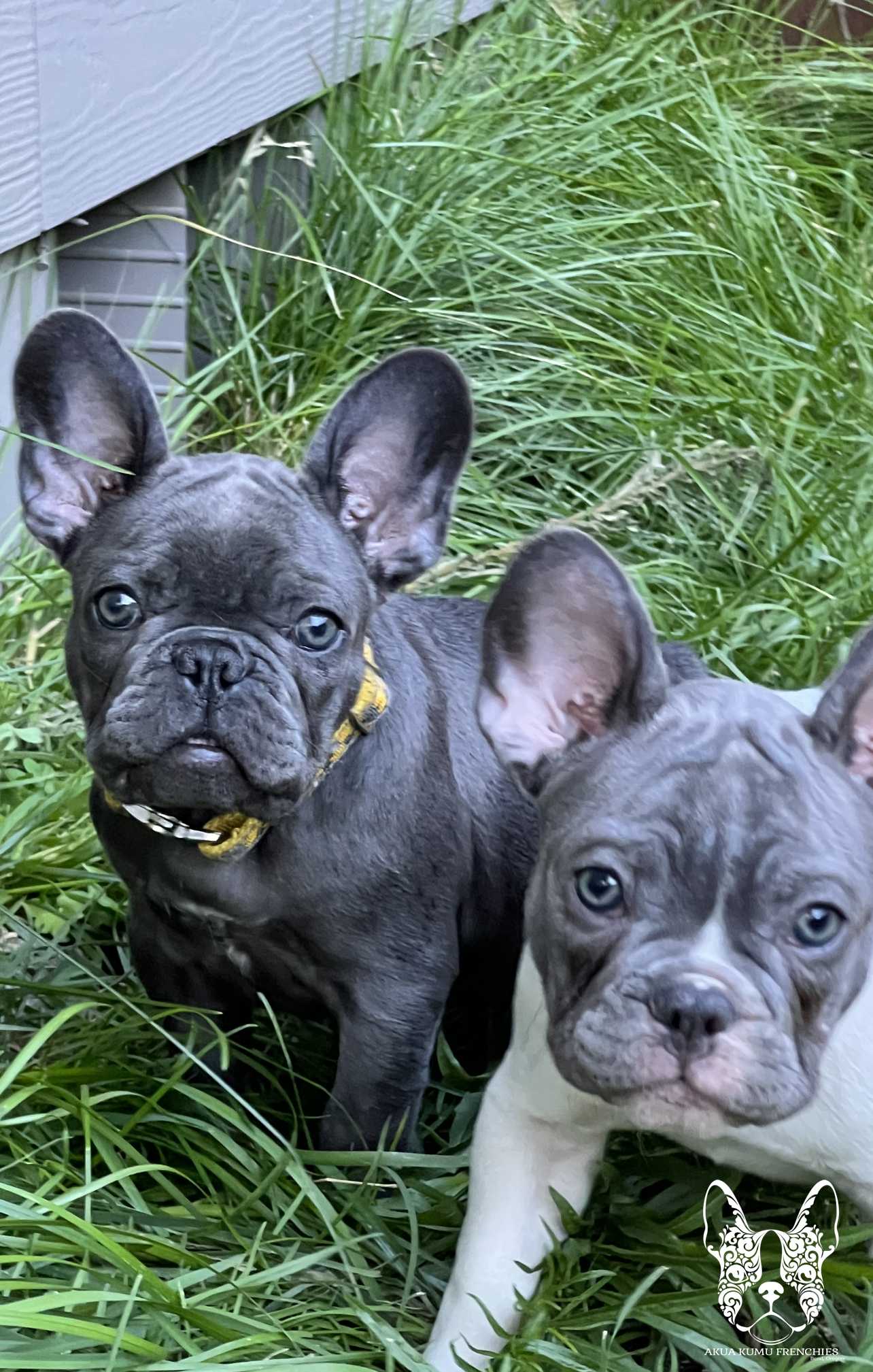 Akua Kumu Frenchies savena litter -095