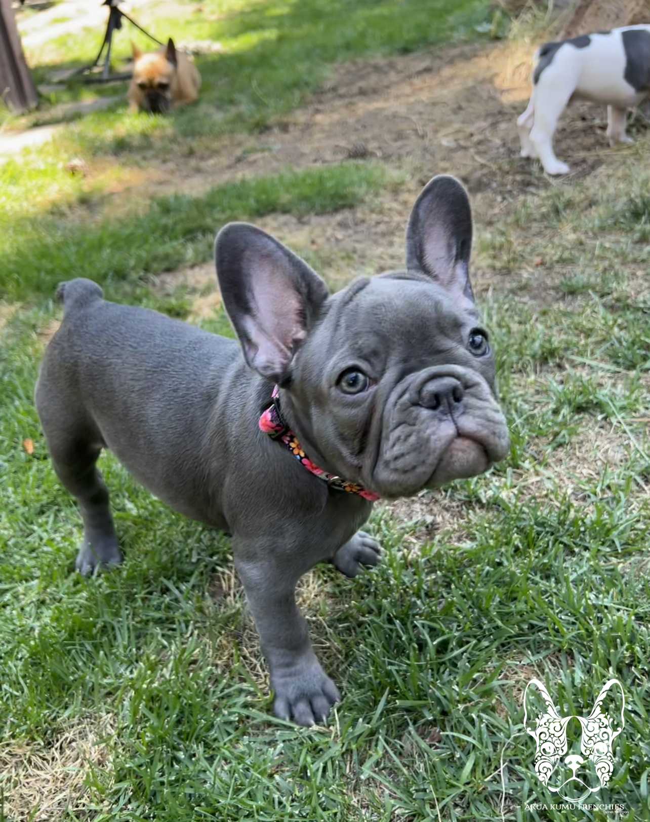 Akua Kumu Frenchies savena litter -100