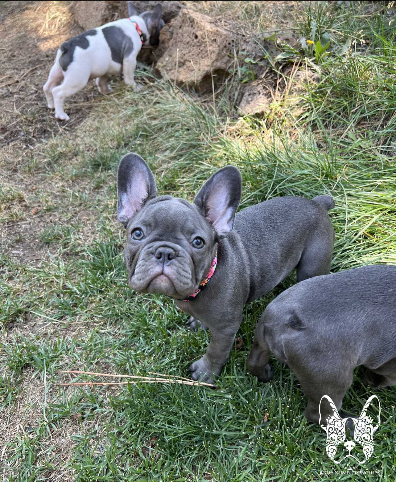 Akua Kumu Frenchies savena litter -101