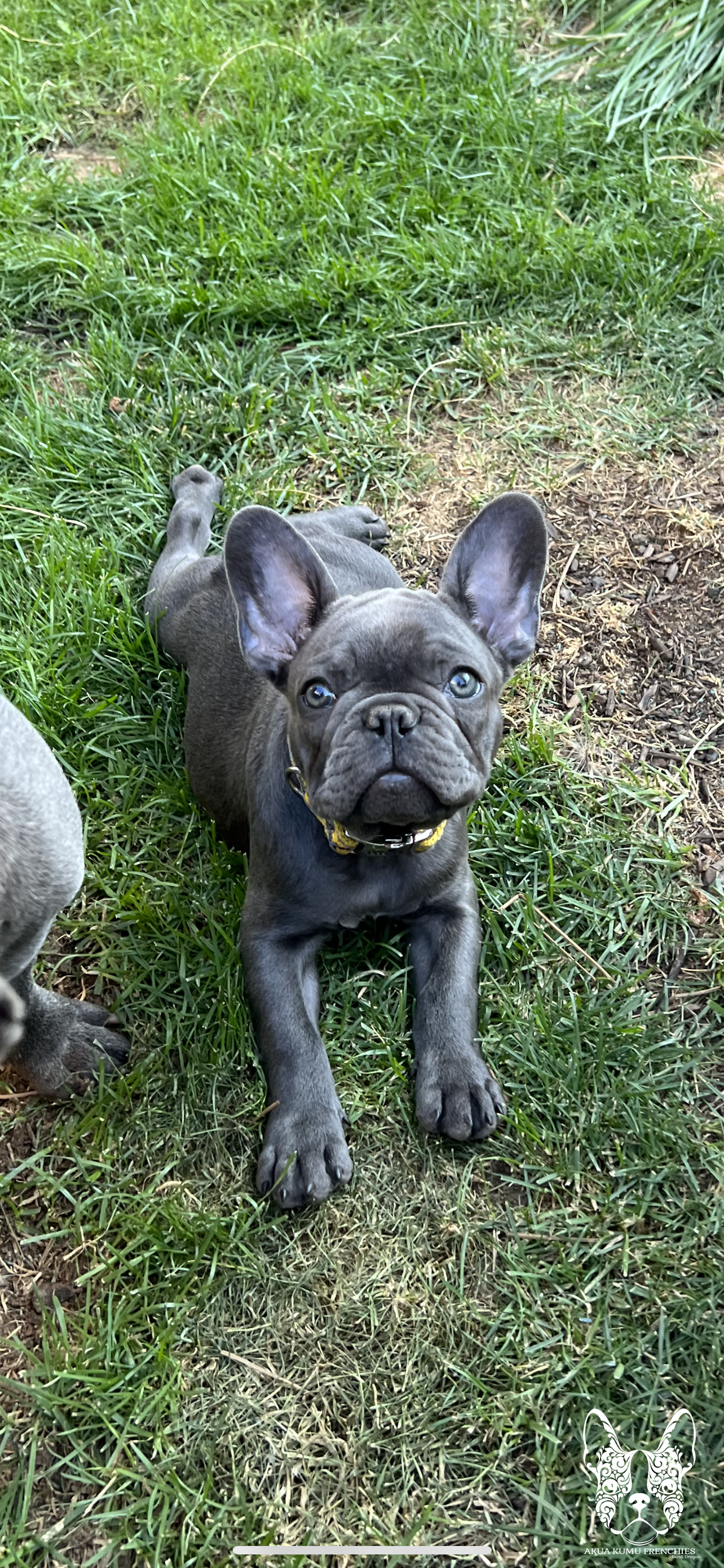 Akua Kumu Frenchies savena litter -102