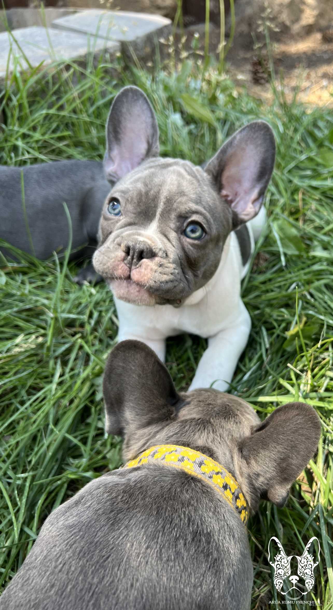 Akua Kumu Frenchies savena litter -103