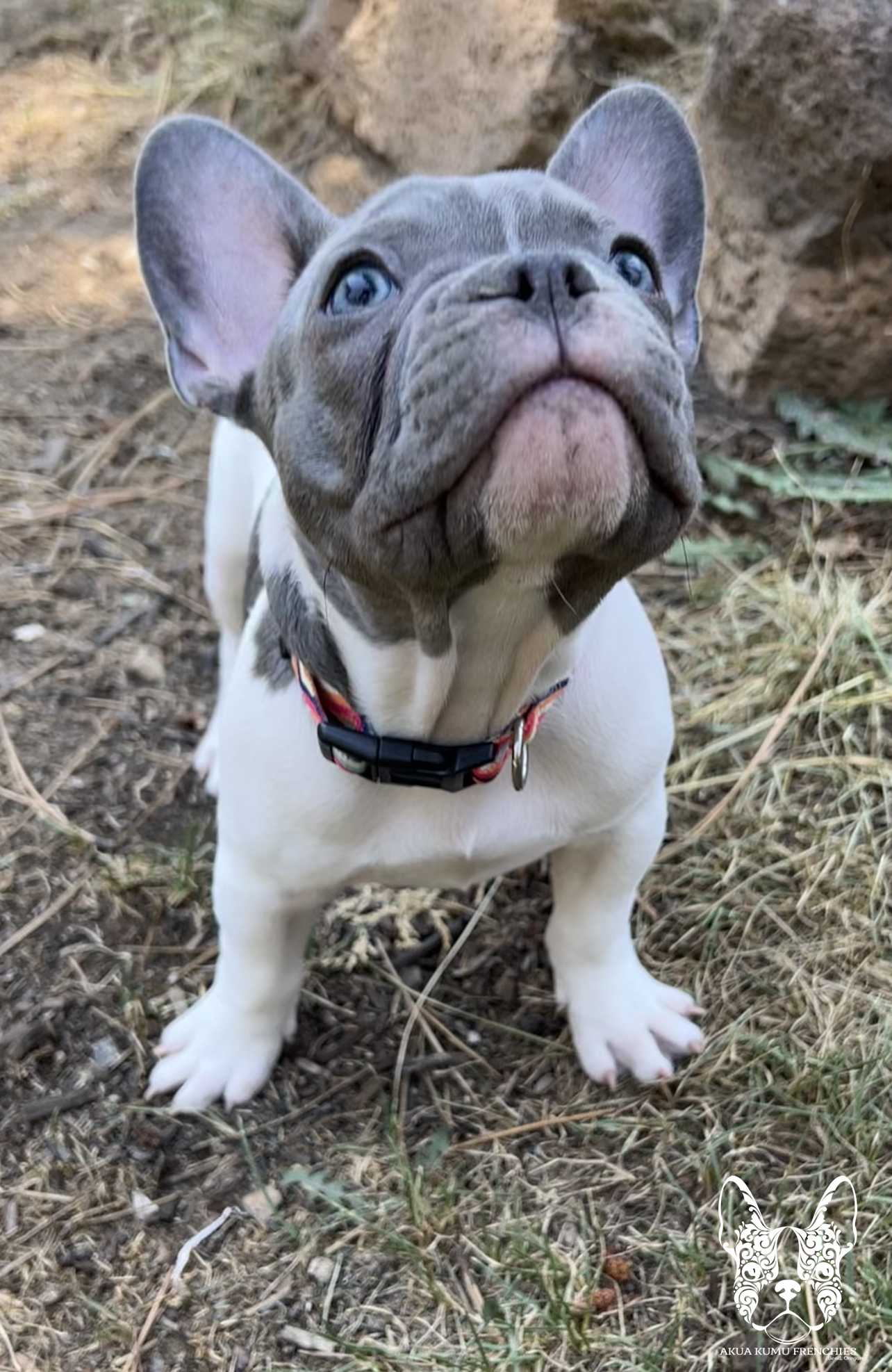 Akua Kumu Frenchies savena litter -104