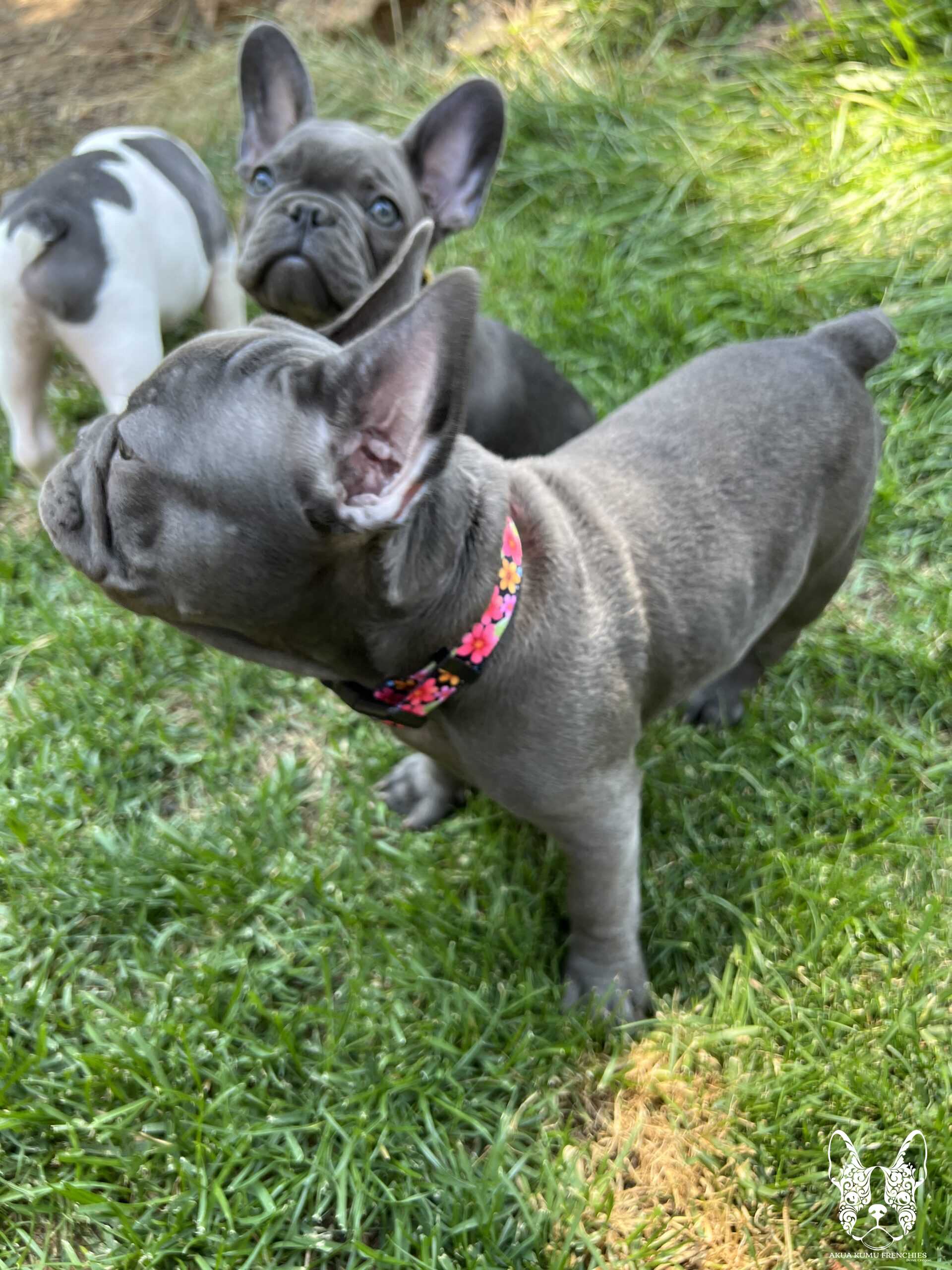 Akua Kumu Frenchies savena litter -106