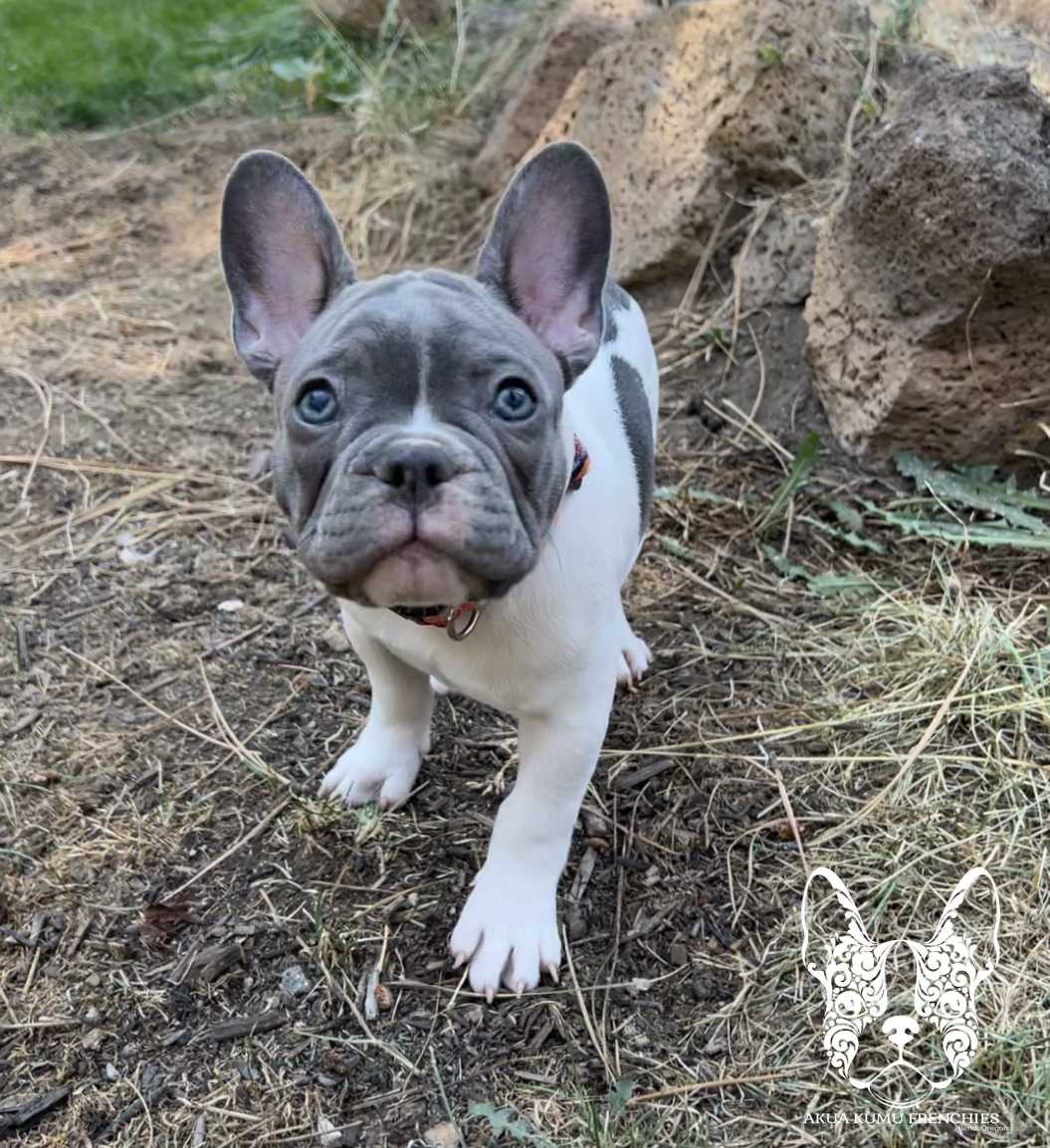 Akua Kumu Frenchies savena litter -107