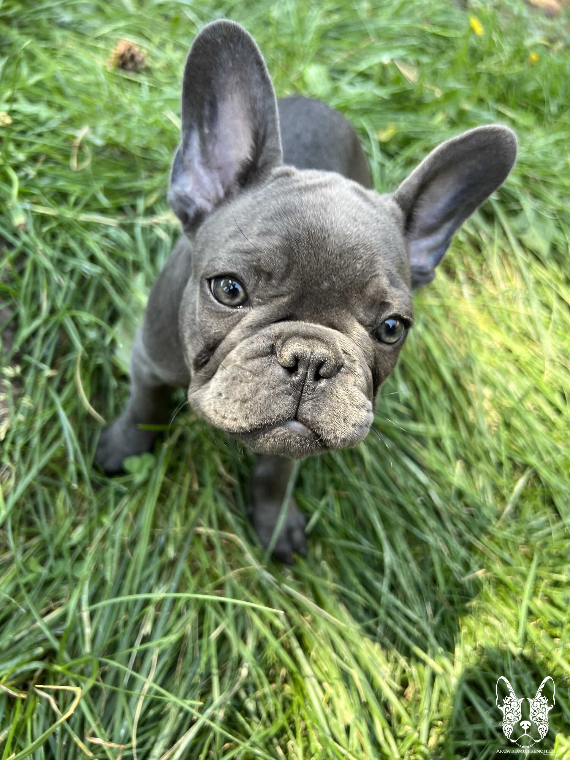 Akua Kumu Frenchies savena litter -108