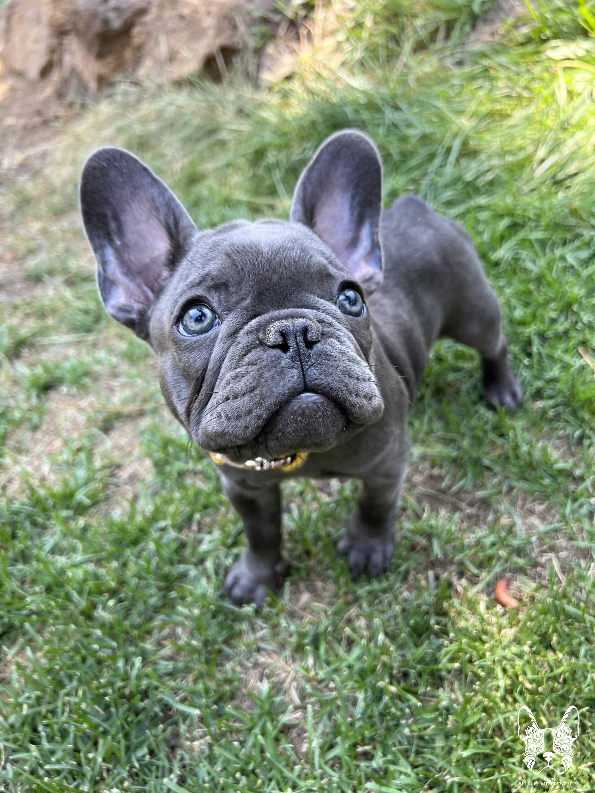 Akua Kumu Frenchies savena litter -110