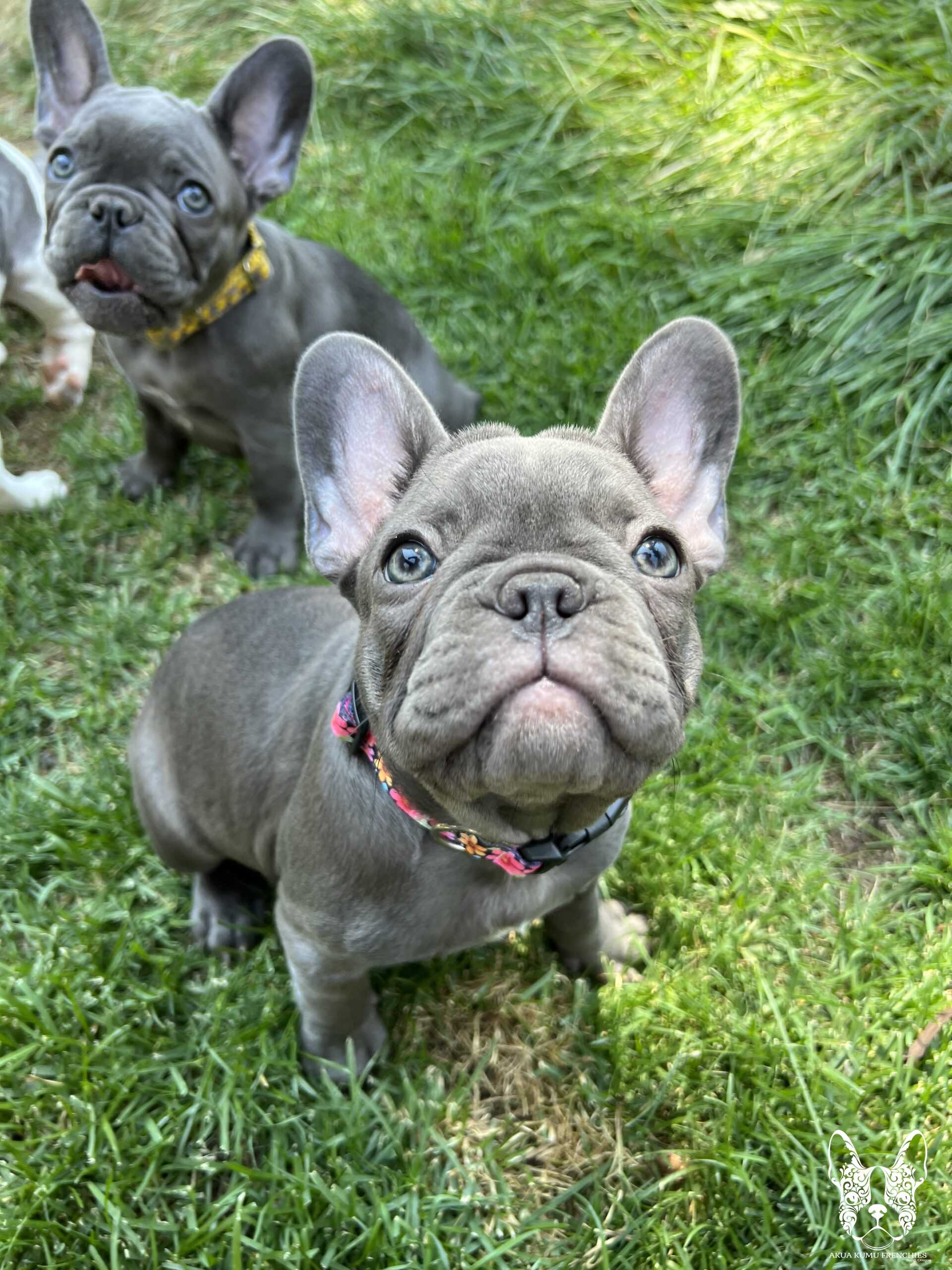 Akua Kumu Frenchies savena litter -111