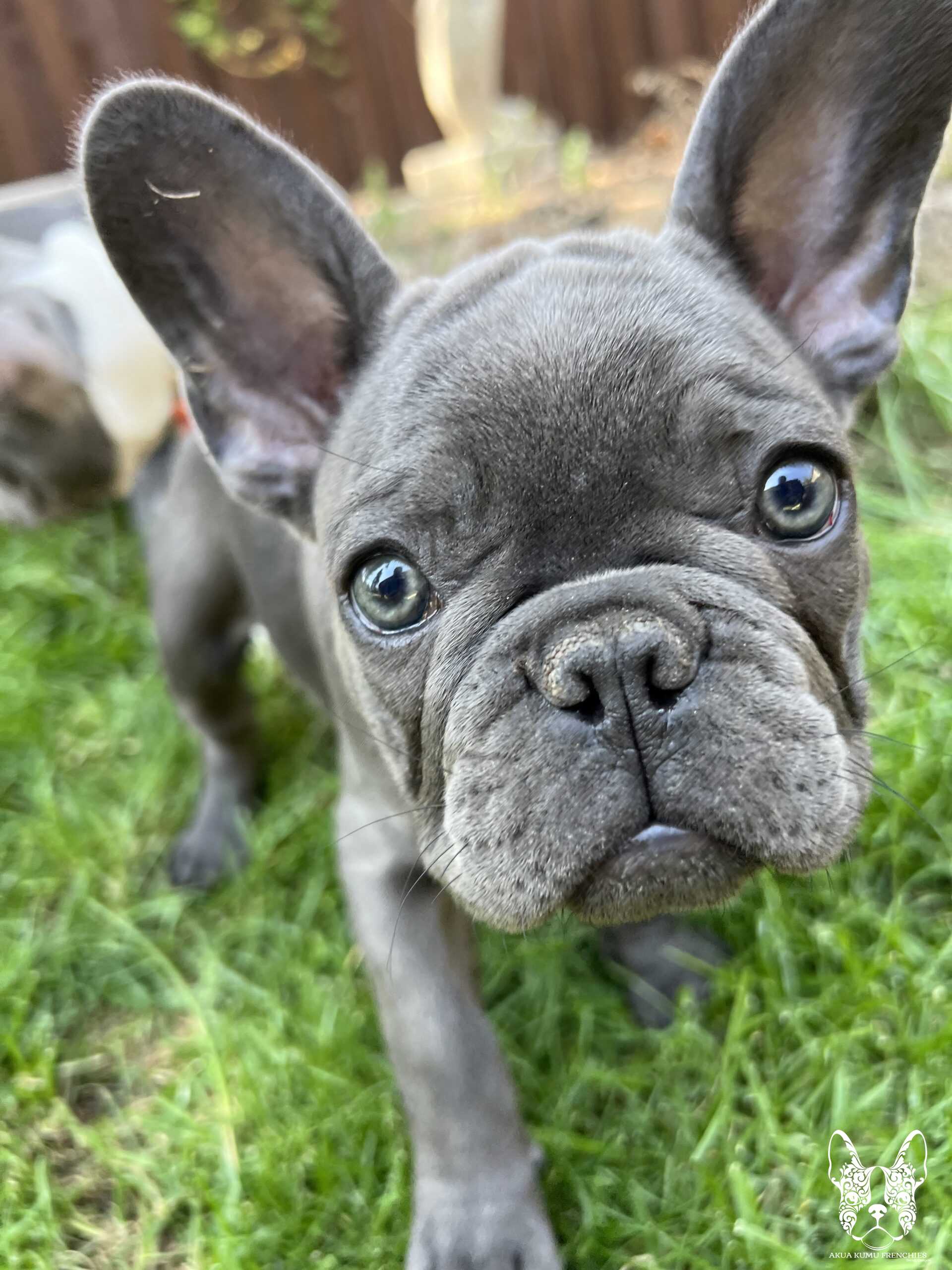 Akua Kumu Frenchies savena litter -112