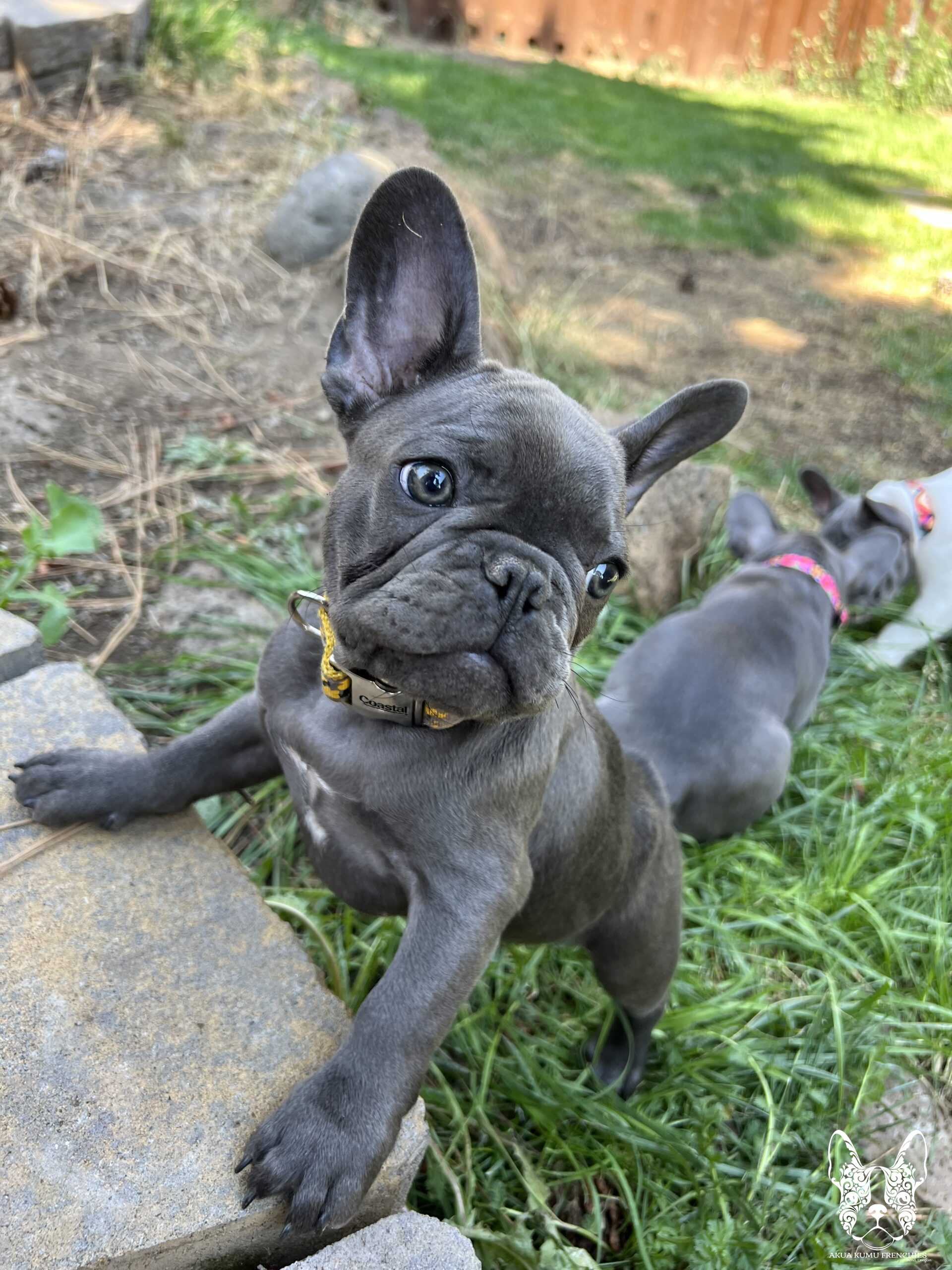 Akua Kumu Frenchies savena litter -114