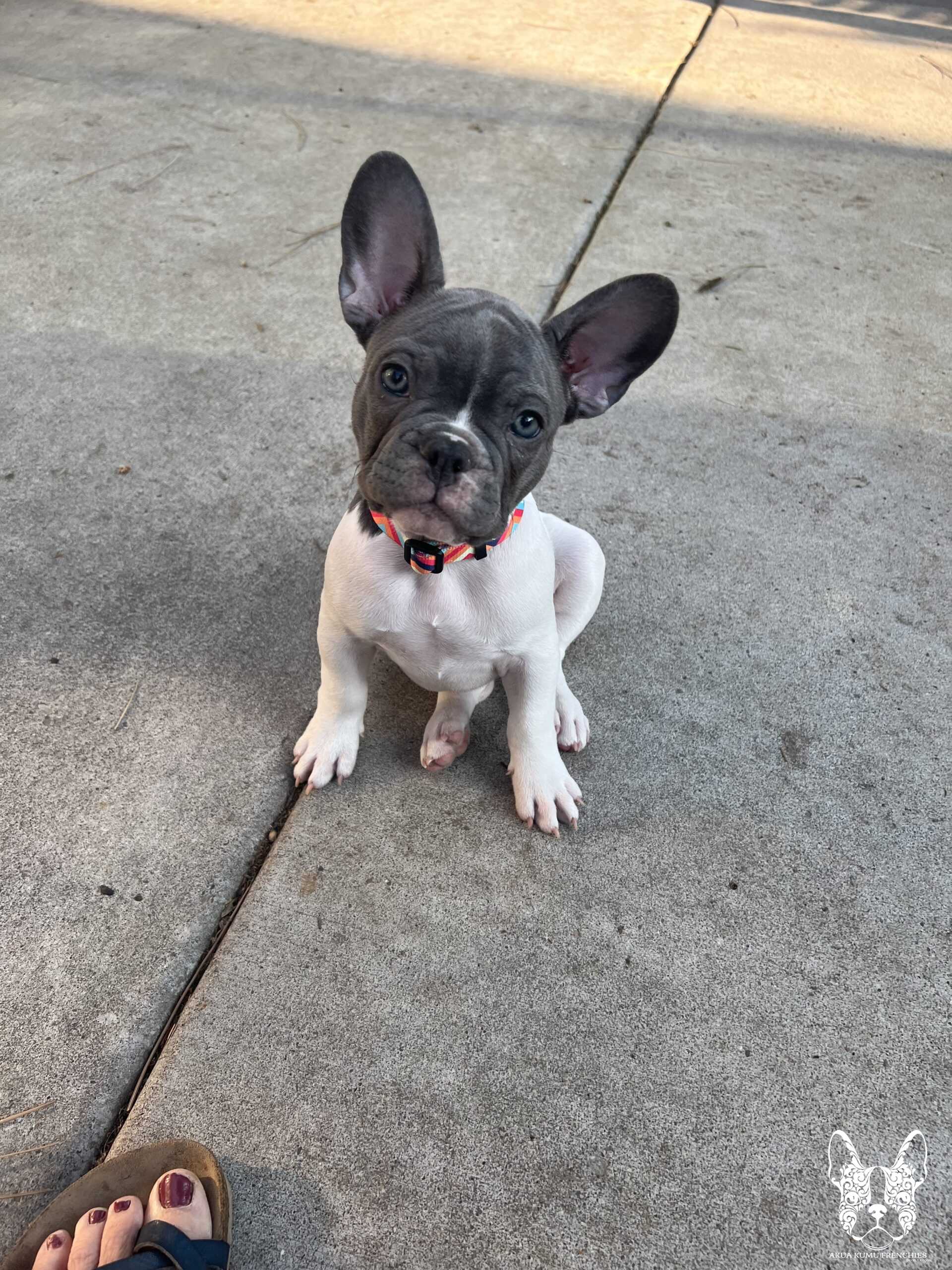 Akua Kumu Frenchies savena litter -115