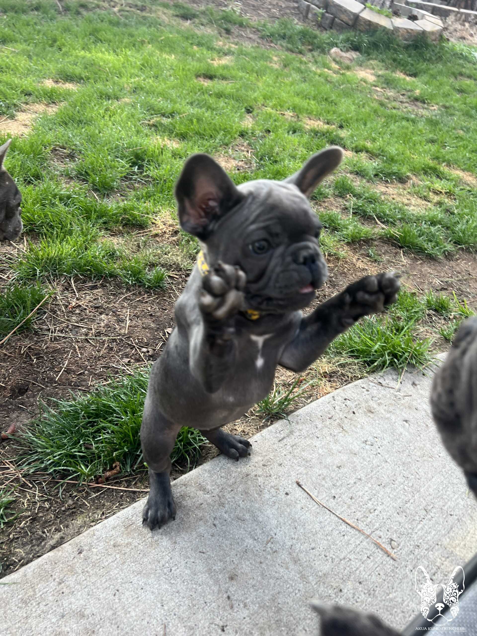 Akua Kumu Frenchies savena litter -116