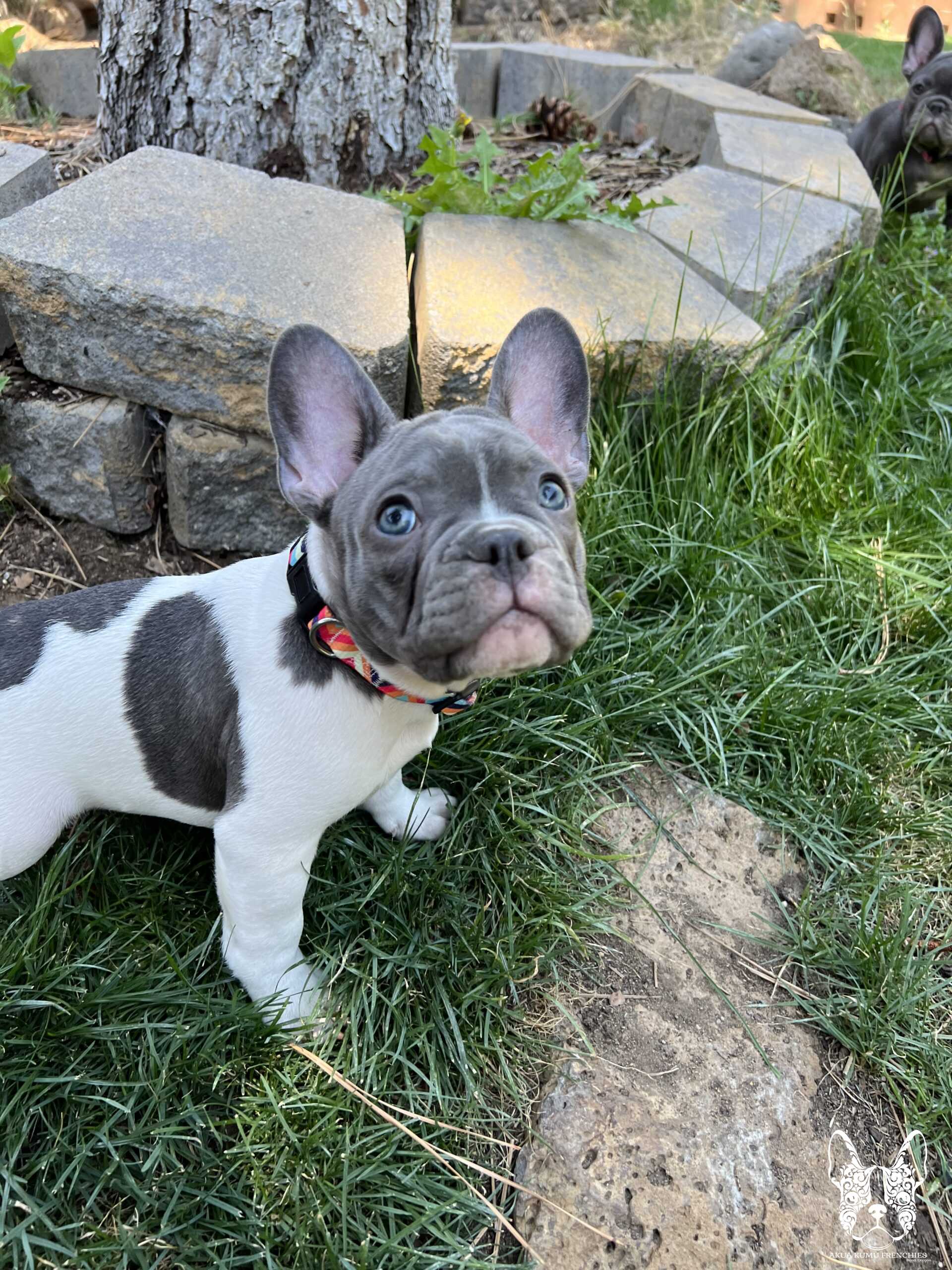 Akua Kumu Frenchies savena litter -117