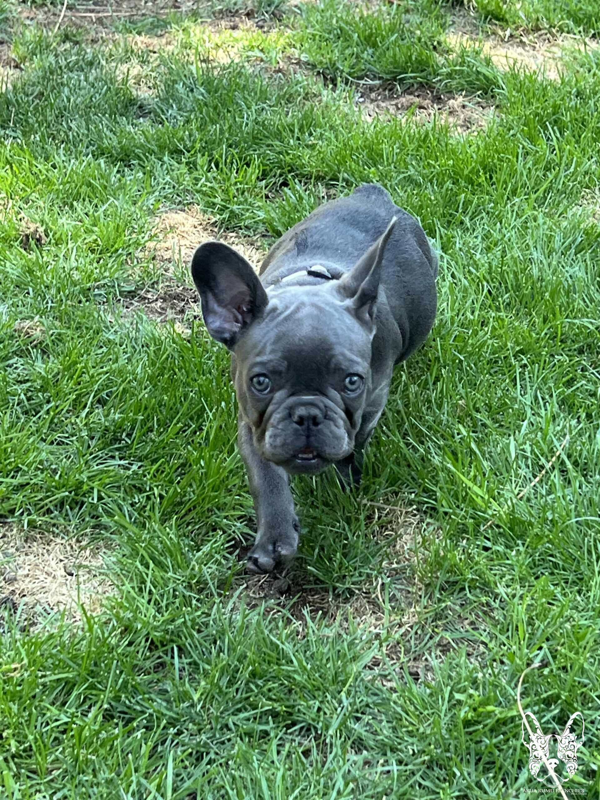 Akua Kumu Frenchies savena litter -119