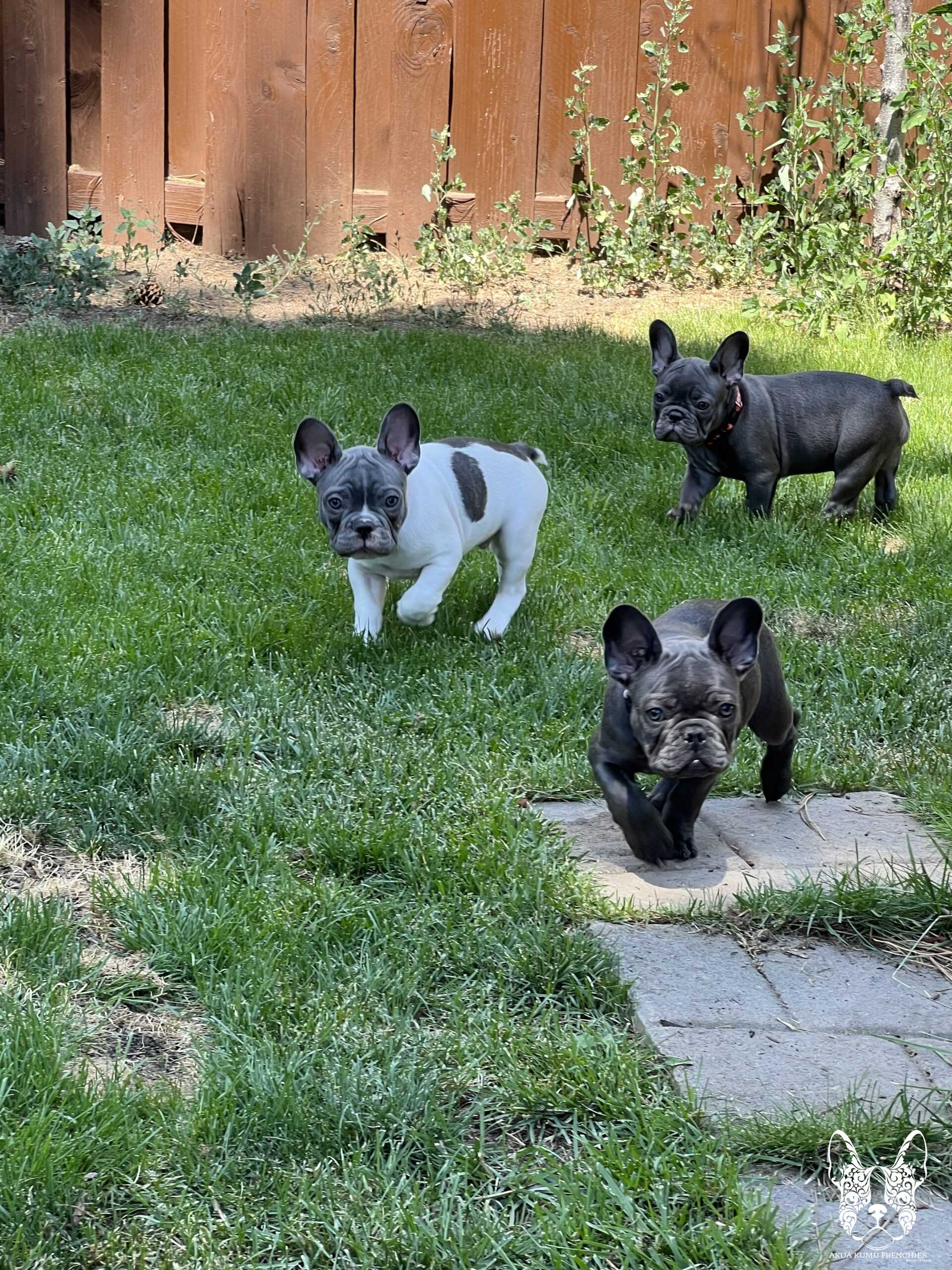 Akua Kumu Frenchies savena litter -121