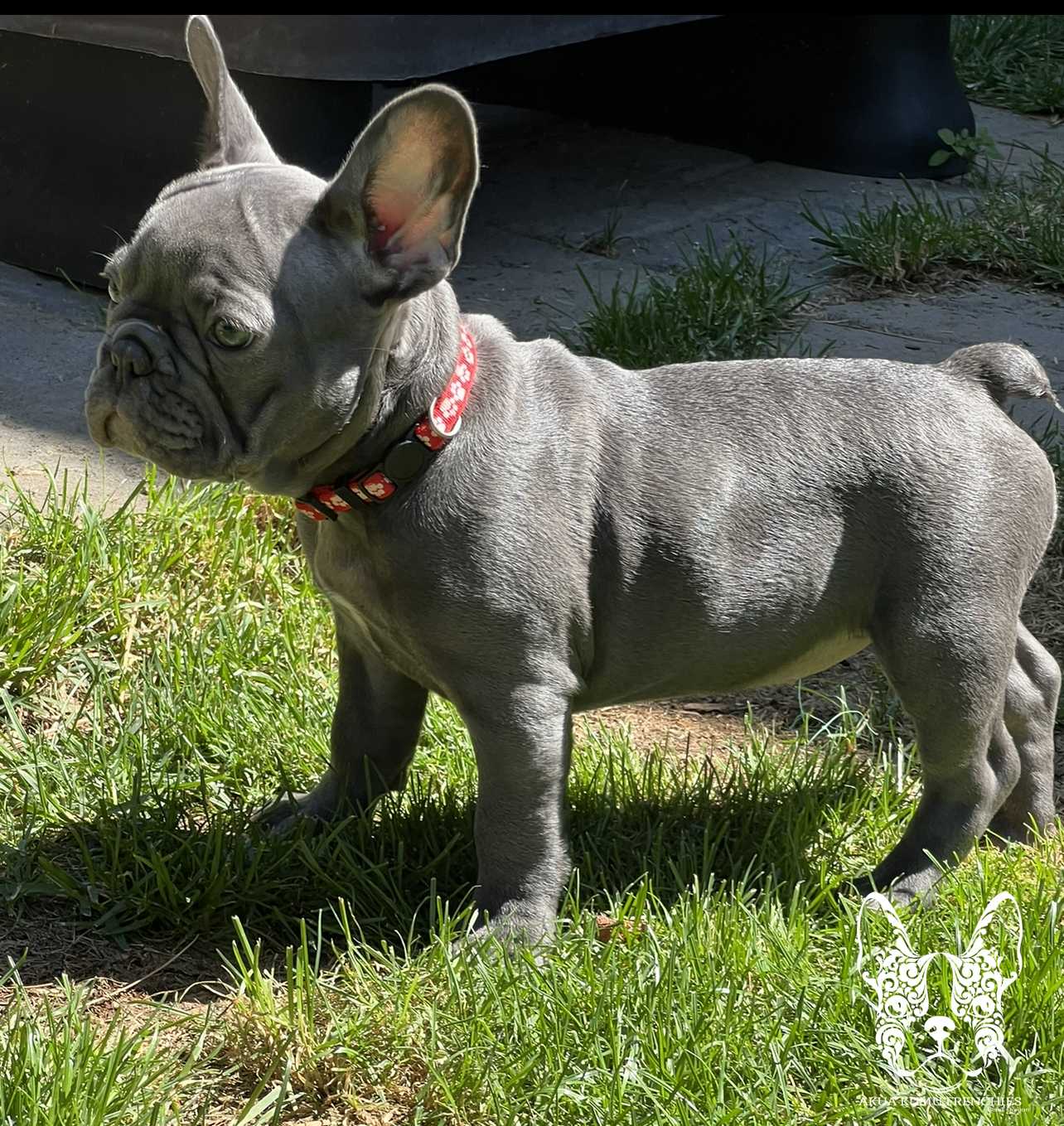 Akua Kumu Frenchies savena litter -122