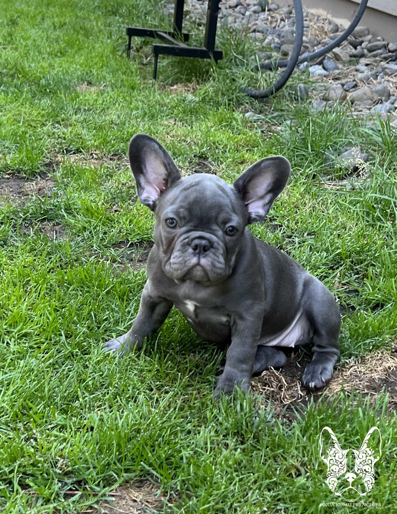 Akua Kumu Frenchies savena litter -123