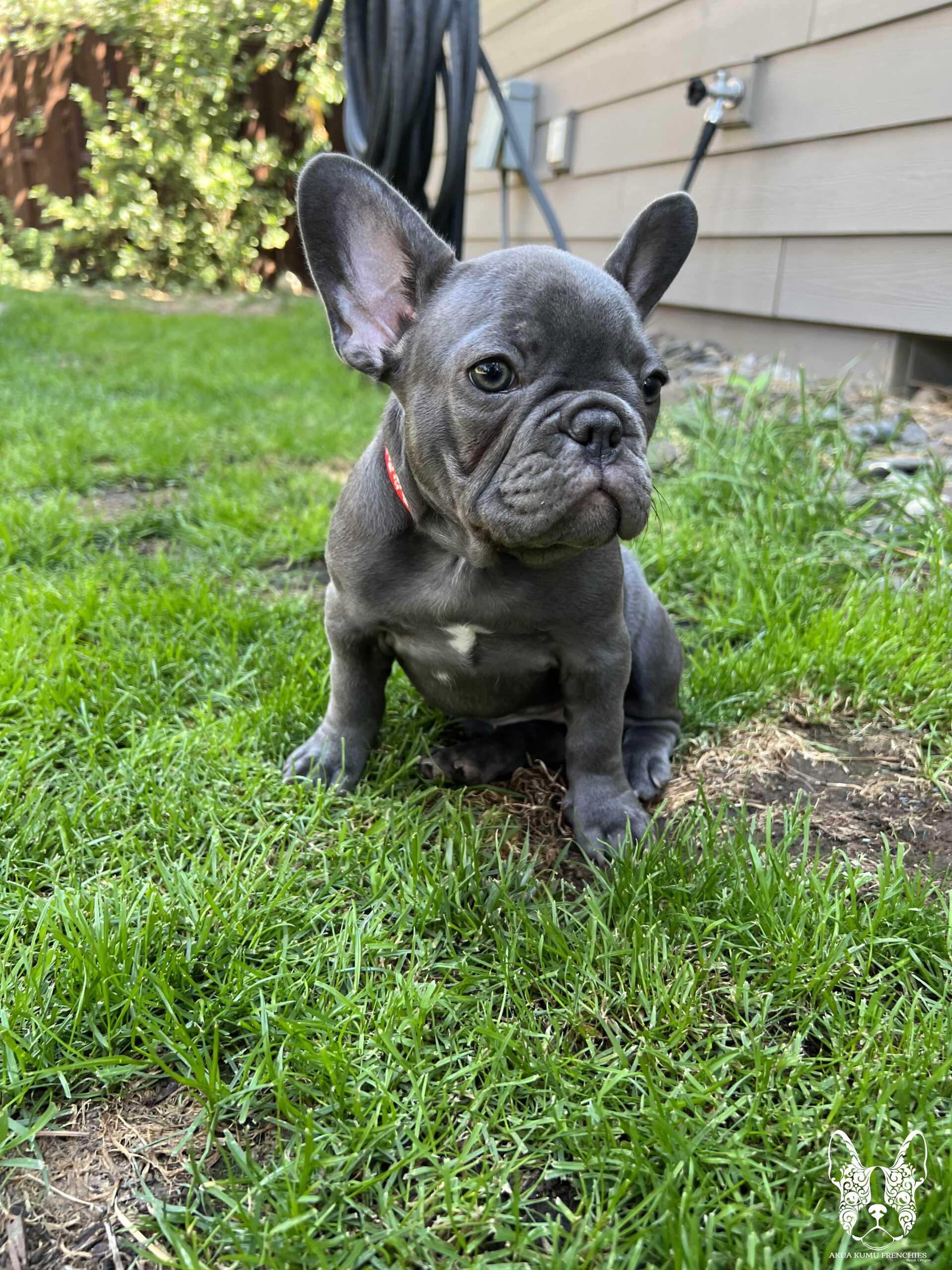 Akua Kumu Frenchies savena litter -124