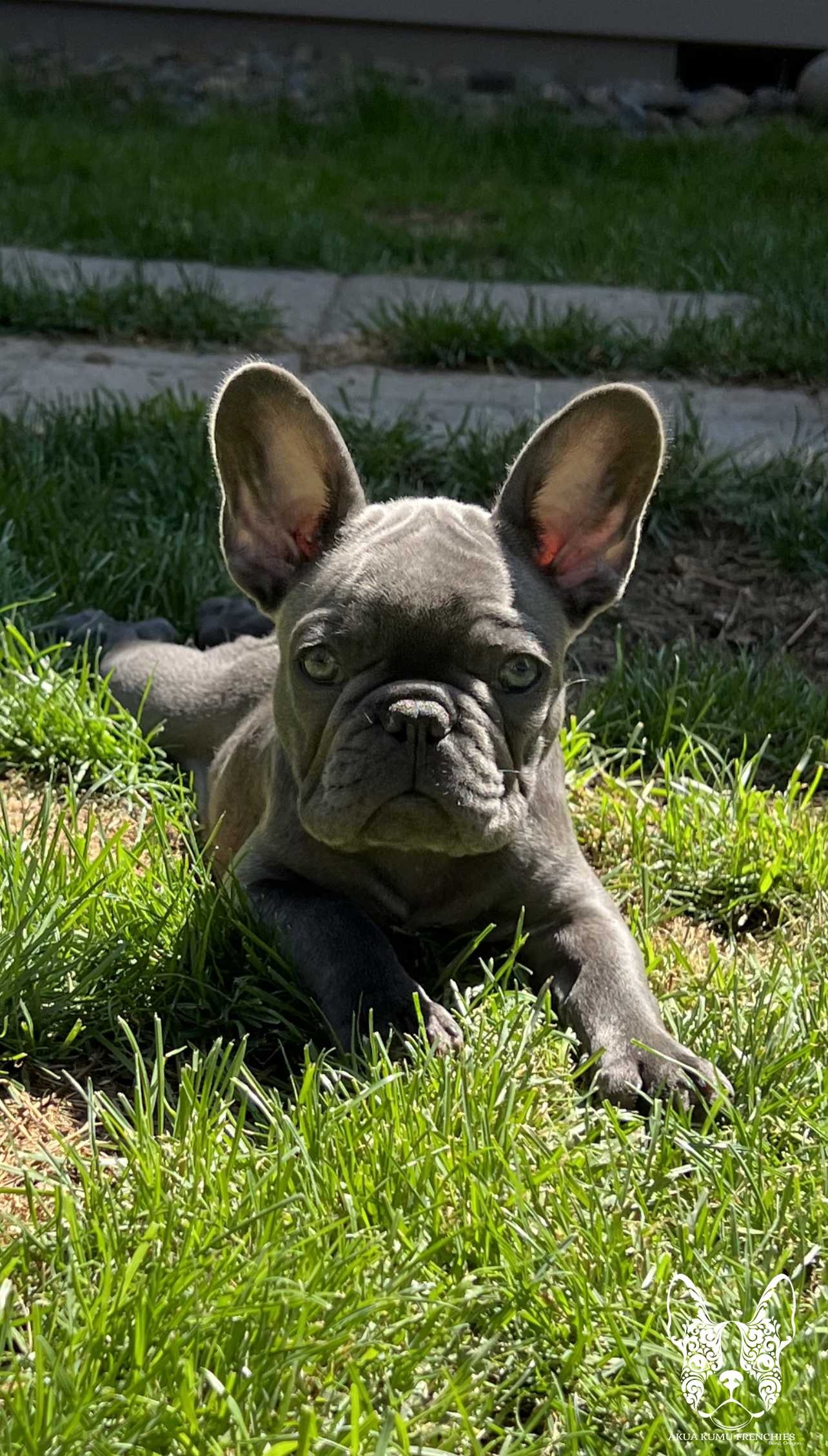 Akua Kumu Frenchies savena litter -125