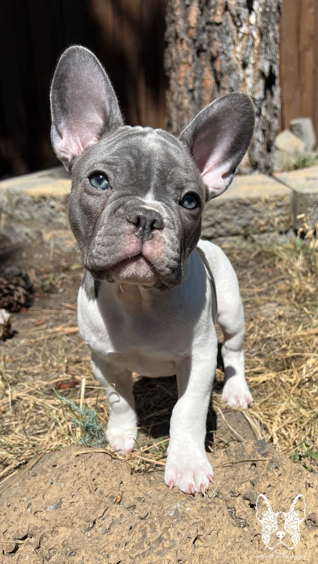 Akua Kumu Frenchies savena litter -126