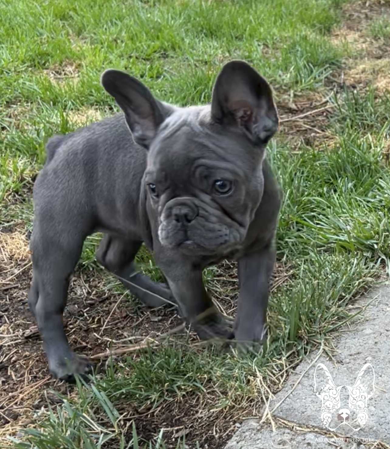 Akua Kumu Frenchies savena litter -127