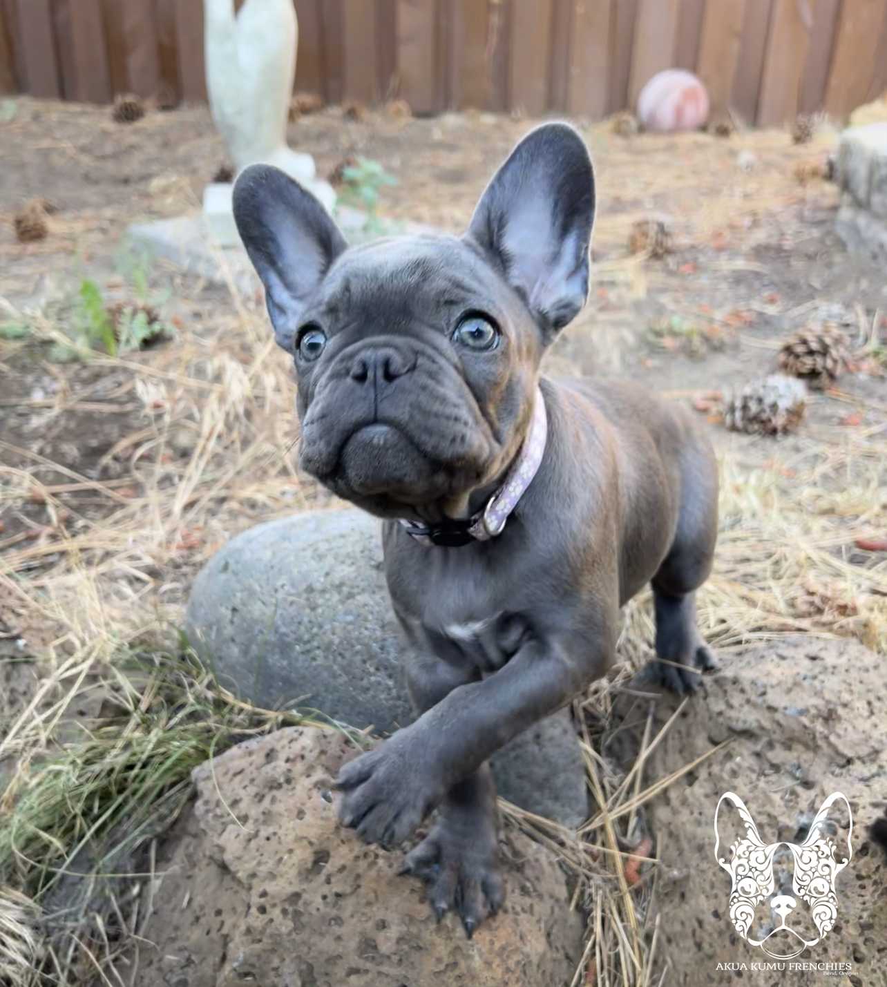 Akua Kumu Frenchies savena litter -130