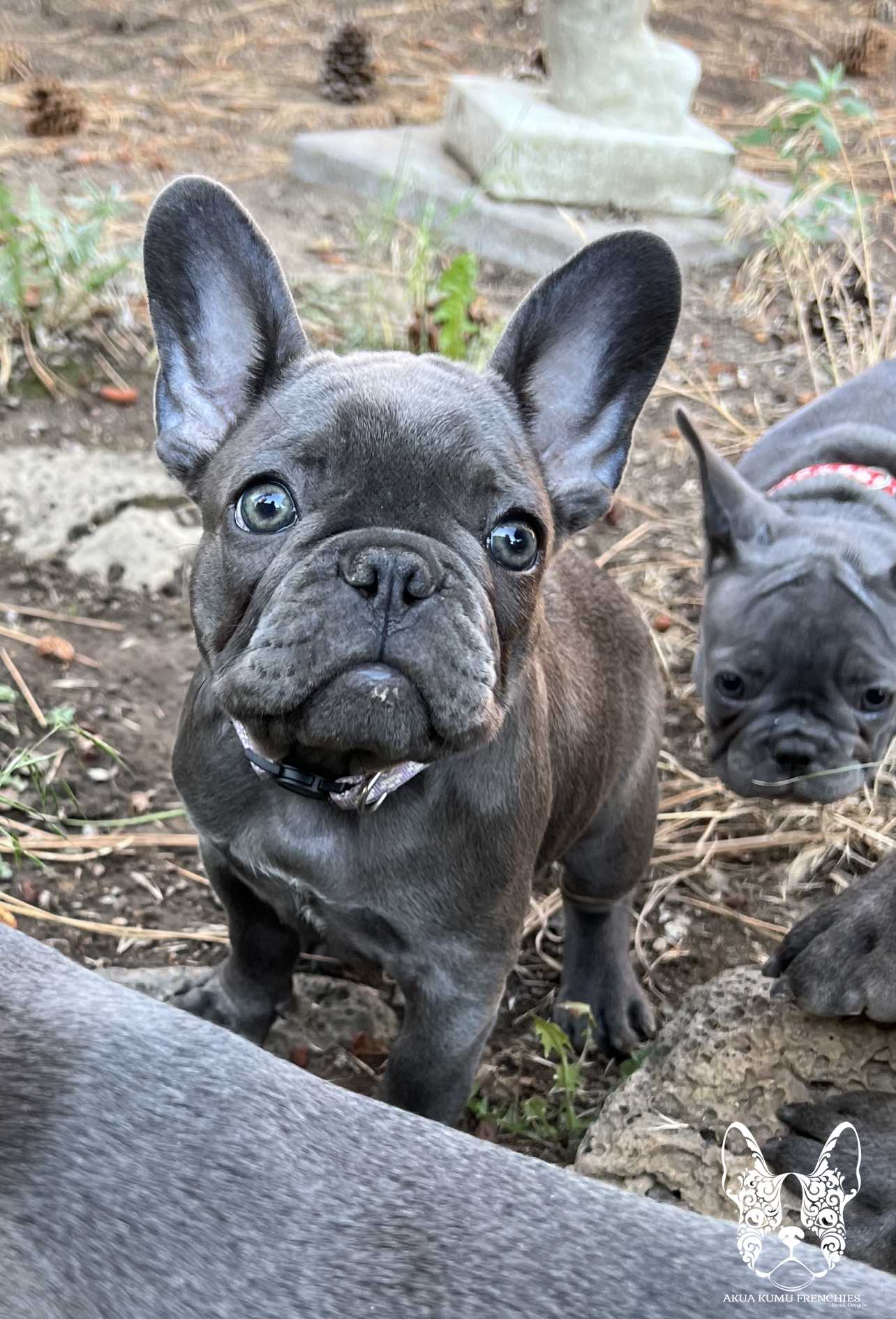 Akua Kumu Frenchies savena litter -131