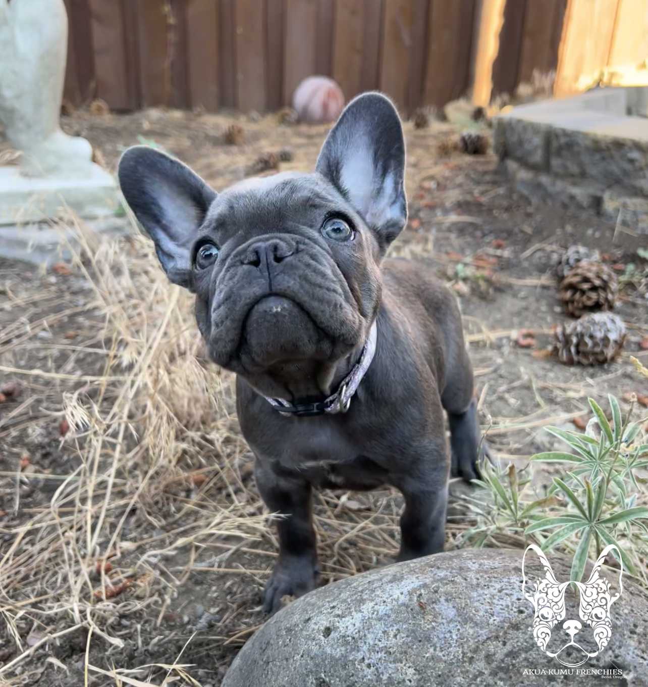 Akua Kumu Frenchies savena litter -132