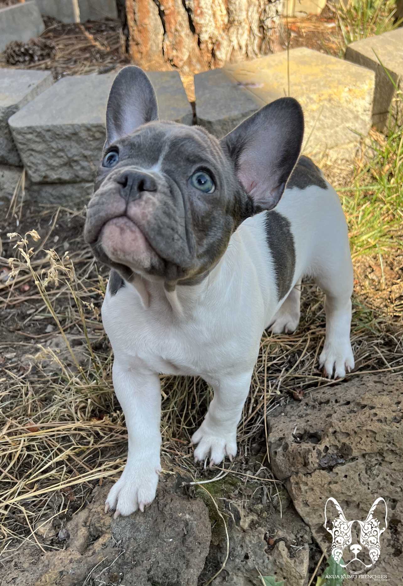 Akua Kumu Frenchies savena litter -134