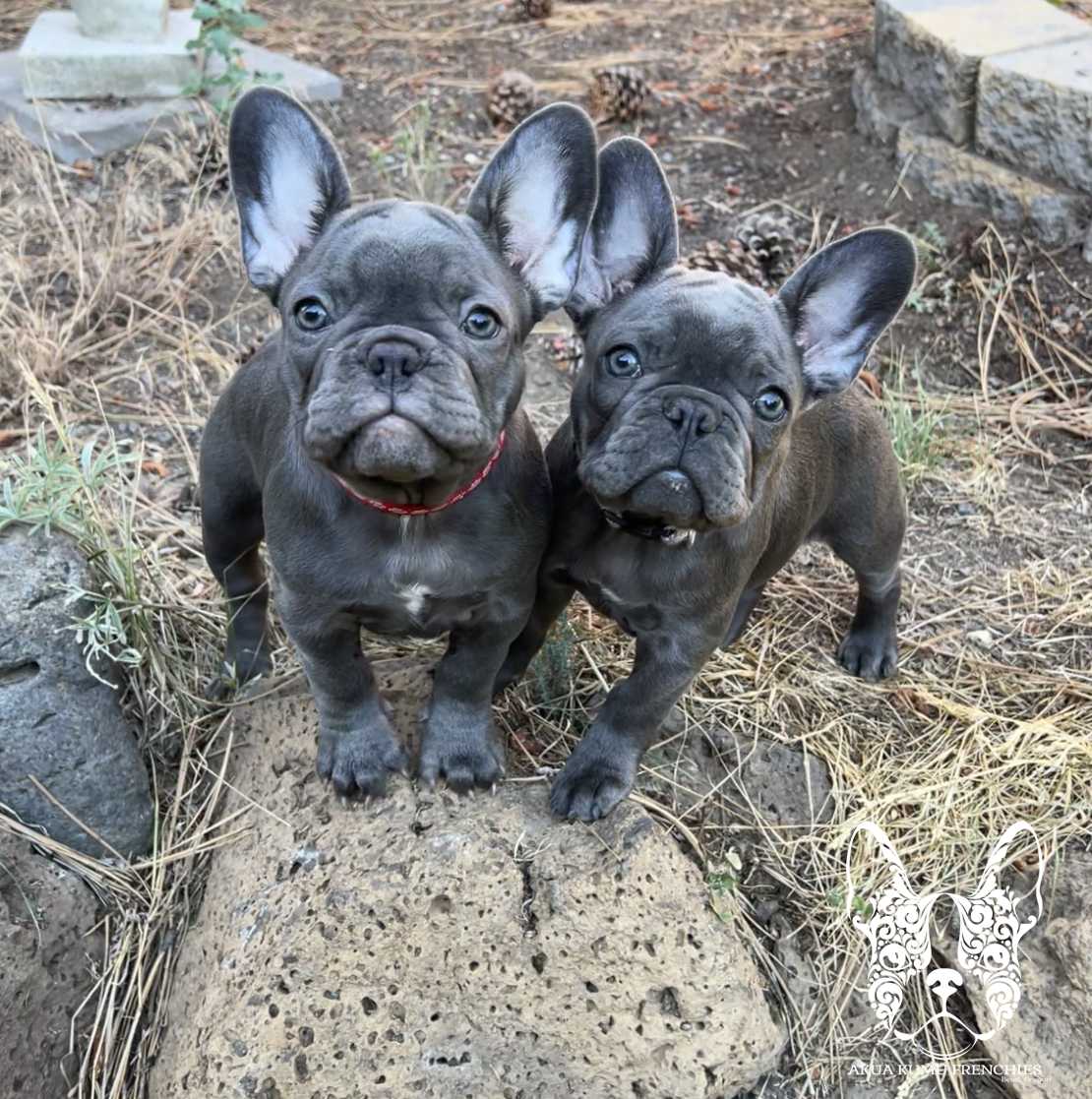 Akua Kumu Frenchies savena litter -136