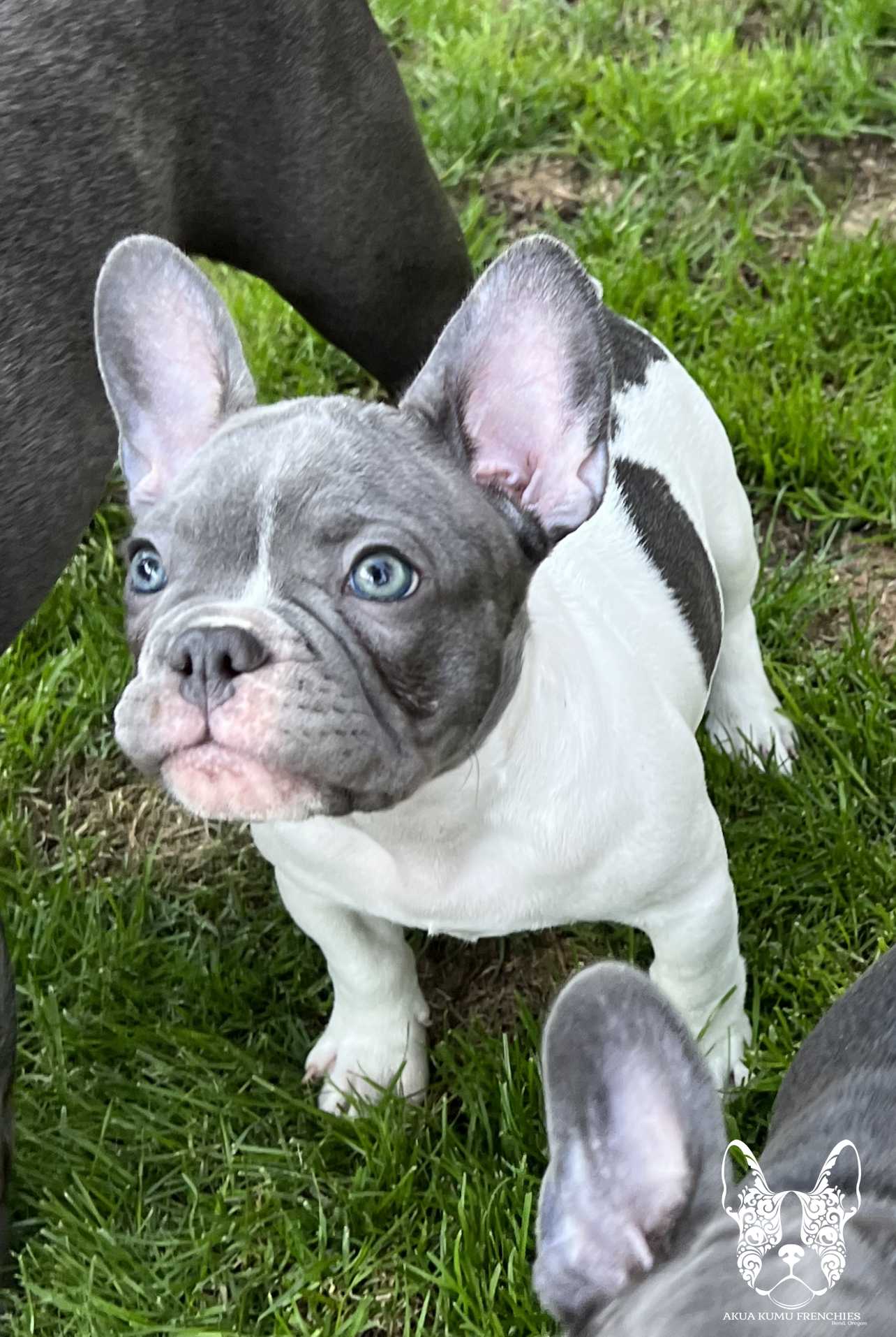 Akua Kumu Frenchies savena litter -139