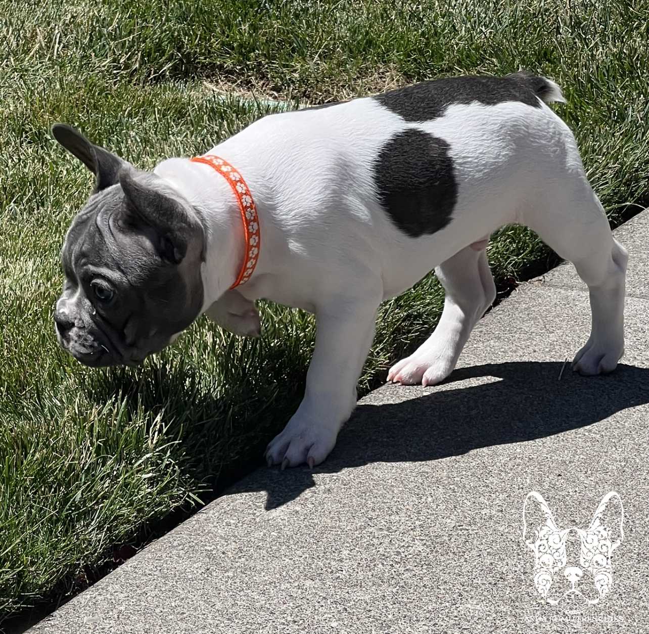 Akua Kumu Frenchies savena litter -142