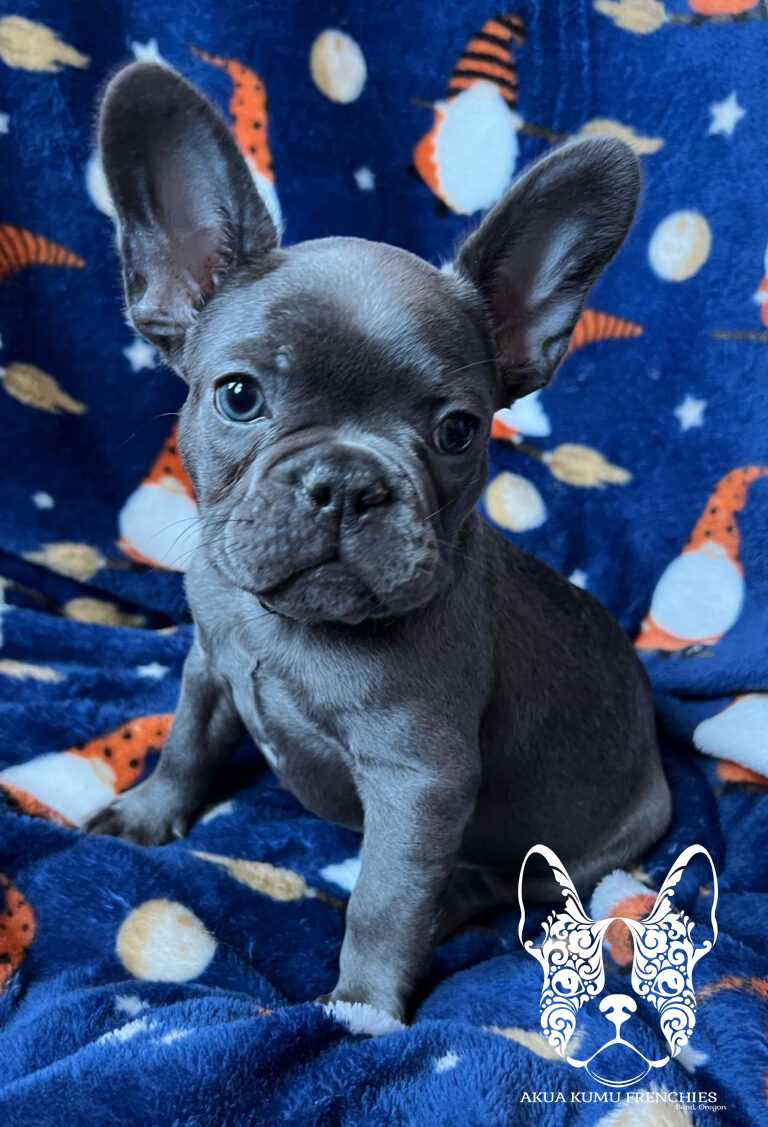 Kaipo 8 wks (13)
