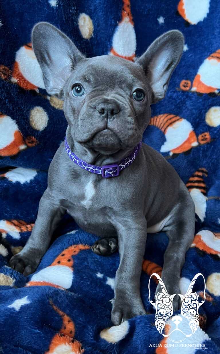 Wahine 8 wks (2)