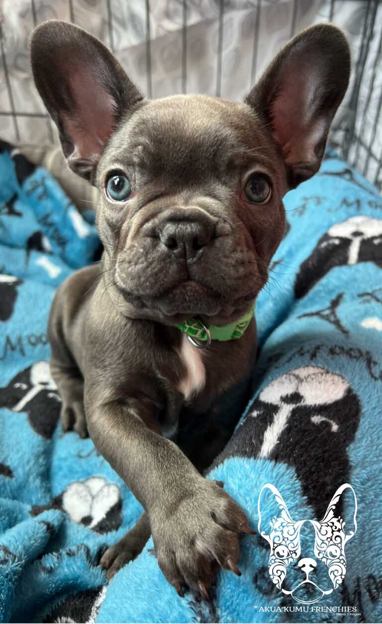 koa