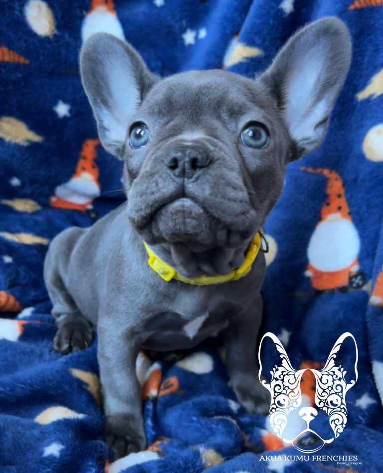 lelani 8 wks (4)